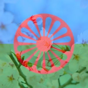 Meet your Posher, Yolana